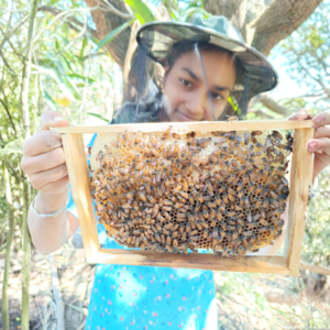 Bee Colony (A. cerana & Trigona)